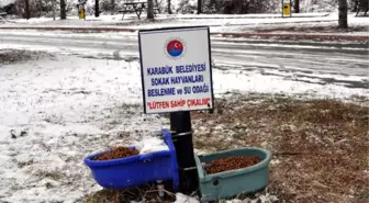 Karabük'te Sokak Hayvanlarına Yem