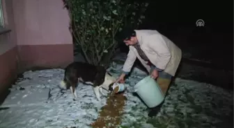 Yaban ve Sokak Hayvanlarına Zengin Menü