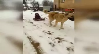 Köpeğine Kızak Takıp Oğlunu Gezdirdi