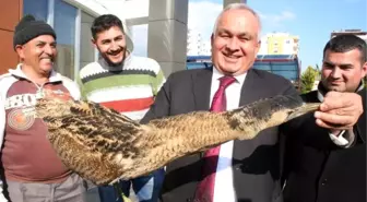 Nesli Tükenmekte Olan Balaban Kuşu, Açlıktan Bitkin Halde Bulundu