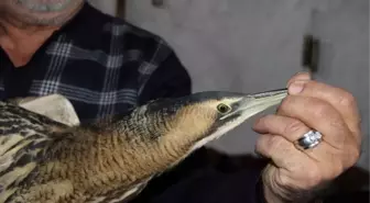 Nesli Tükenmekte Olan Balaban Kuşu, Açlıktan Bitkin Halde Bulundu