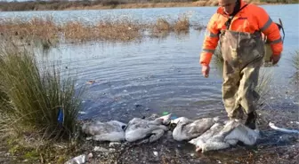 Bafra'da Kanatlı Hayvan Ölümleri