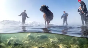 Buz Tutmuş Gölde Mandaların Beslenmesini Sualtından Görüntülediler