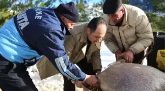 Finike Belediye Başkanı Kış Şartlarında Yiyecek Bulmakta Zorlanan Vahşi Hayvanların Geçiş...