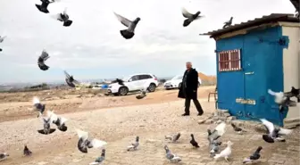 Kepçe ile Duvarı Kırıp 50 Bin Liralık Güvercin Çaldılar