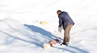 Yaban Hayvanlarına Yem İçin Seferber Oldular