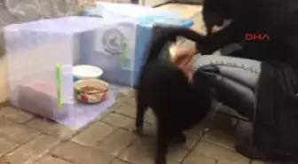 Denizli Kedi Evi Yüzünden 4 Kadın Tartıştı