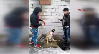 Isparta - Kulakları Kesilmiş Köpek Fotoğrafları Isyan Ettirdi