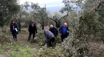 Kar Zeytin Ağaçlarını Budadı