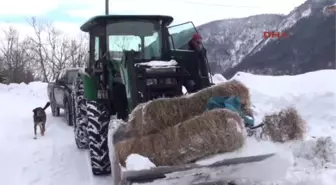 Kartepe'de Geyikler Için Ormana Saman Bırakıldı