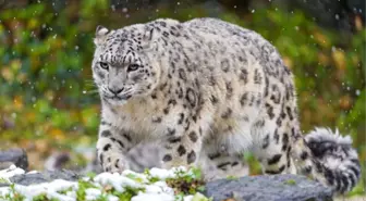 Leoparlar ile Kar Leoparları İlk Kez Bir Arada Görüldü