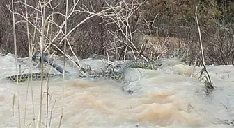 Manisa'da 4 Metrelik Yılan Görüntülendi