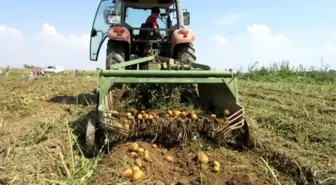 Patates Üreticisi 2 Yıldır Zararda