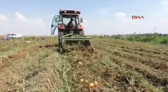 Sandıklı Patates Üreticisi 2 Yıldır Zararda