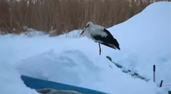 Sürüden Ayrılan Leyleği Balıkçılar Besliyor