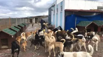 Adalar Belediyesi'nden Sokak Hayvanlarına Mini Evler