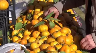 Bodrum Mandalina Şenliği Başladı