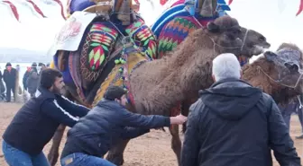 Lapseki Geleneksel 7. Deve Güreşleri