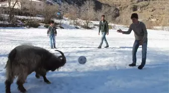 Futbol Oynayan Teke Takımın Gözdesi Oldu!