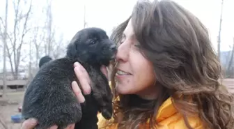 Bahçesinde 100'e Yakın Köpeğe Bakan Hayvansevere Destek