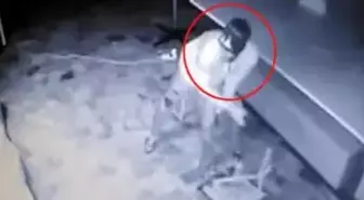 Soyduğu İş Yerine Geri Dönen Hırsız, Papağanı da Çaldı