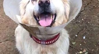 Cindy' Adlı Köpeğin Dövülmesiyle İlgili Dava Açıldı