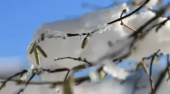 Fındıkta Zirai Don Uyarısı
