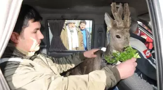 Köpeklerden Kaçarken Denize Atlayan Karacayı Balıkçılar Kurtardı