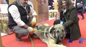 25 Bin TL Teklif Edilen Damızlık Köpeği Satmadı