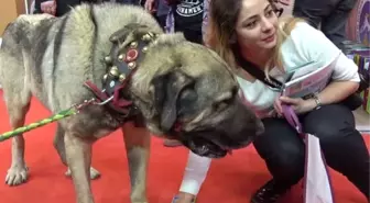 25 Bin TL Teklif Edilen Damızlık Köpeği Satmadı