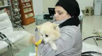 Çaldıkları İddia Edilen Köpeği Veterinere Götürünce Polise Yakalandılar