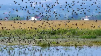 Çukurova'da Su Kuşları Sayımı Yapıldı