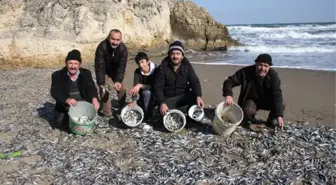 Soğuk Suda Şok Geçiren Tonlarca İstavrit Kandıra Sahillerine Vurdu