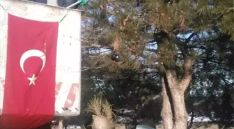 Ağaç Kurtlarına Karşı Mücadele