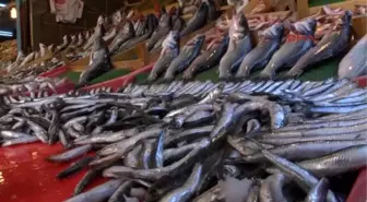 Kocaeli Balık Pahalı Olunca Alan da Azaldı