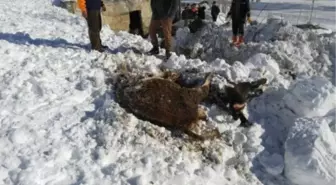 Muş'ta Kar Yağışı