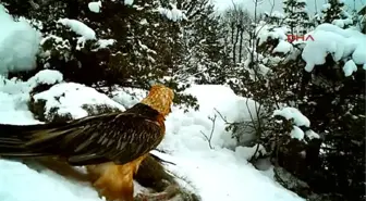 Artvin - Sakallı Akbaba Kameralara Yakalandı