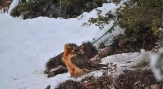 Sakallı Akbaba Kameralara Yakalandı