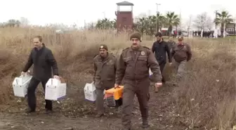 Izmit Körfezi'ndeki Akaryakıt Sızıntısı