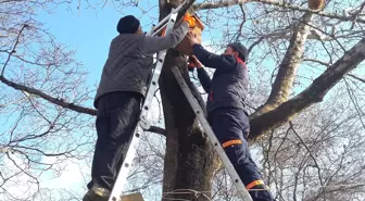 Malkara'da Ağaçlara Kuş Yuvaları Asıldı