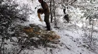 Van'da Yaban Hayvanları İçin Doğaya Yem Bırakıldı