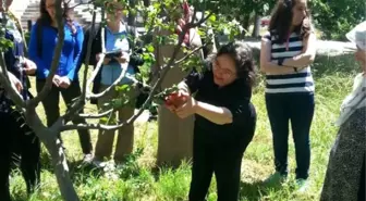 Kaman'da Kadınlara Yönelik Ceviz Yetiştiriciliği Kursu