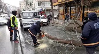 Avcılar'da Meşrubat Kamyonu Ağacı Kökünden Söktü