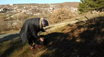 Çam Kozalağı Reçel ile Tatlanıyor