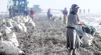 Kar Altından Sofralara Turuncu Lezzetin Çileli Yolculuğu