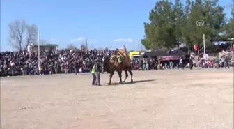 Serik Geleneksel 3. Töngüşlü Deve Güreşleri