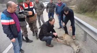 Yaralı Karacayı Yaşatmak İçin Seferber Oldular