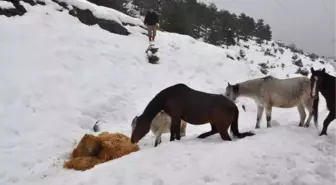 İzciler Hayvanlar İçin Doğaya Yem Bıraktı