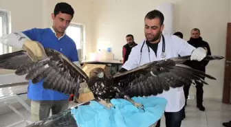 Yaralı Kartal Tedavi Altına Alındı