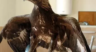 Yaralı Kaya Kartalı Tedavi Altına Alındı